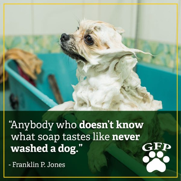small soapy dog in a bathtub, text on image is a quote from franklin p jones that reads, "anybody who doesn't know what soap tastes like never washed a dog"