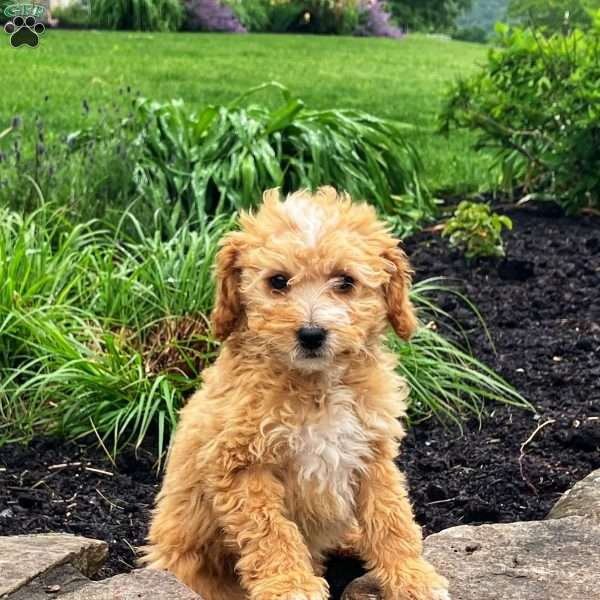 Summer, Mini Goldendoodle Puppy