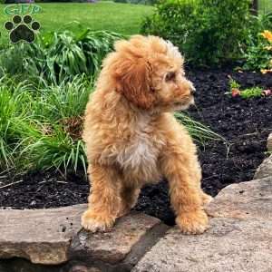 Summer, Mini Goldendoodle Puppy