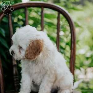 Sunny, Cavapoo Puppy