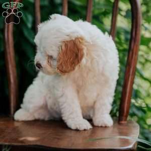 Sunny, Cavapoo Puppy