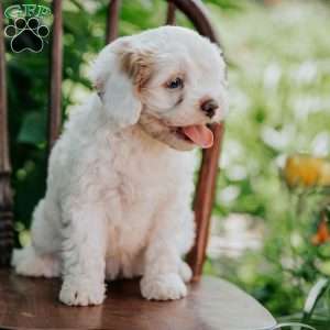 Sunny, Cavapoo Puppy