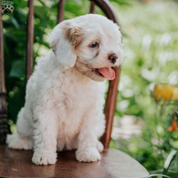 Sunny, Cavapoo Puppy