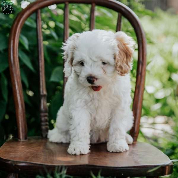 Sunny, Cavapoo Puppy