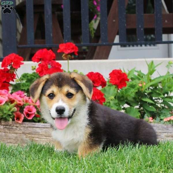 Taylor, Pembroke Welsh Corgi Puppy