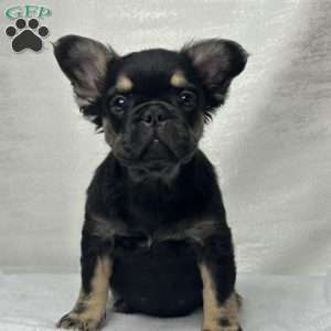 ZARA, French Bulldog Puppy