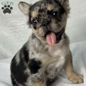 KINGSTON, French Bulldog Puppy