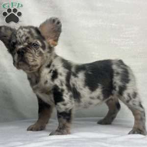 LUNA, French Bulldog Puppy