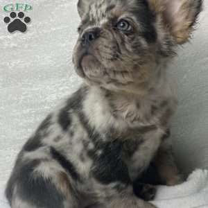 LUNA, French Bulldog Puppy