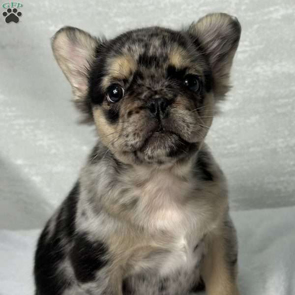 KINGSTON, French Bulldog Puppy