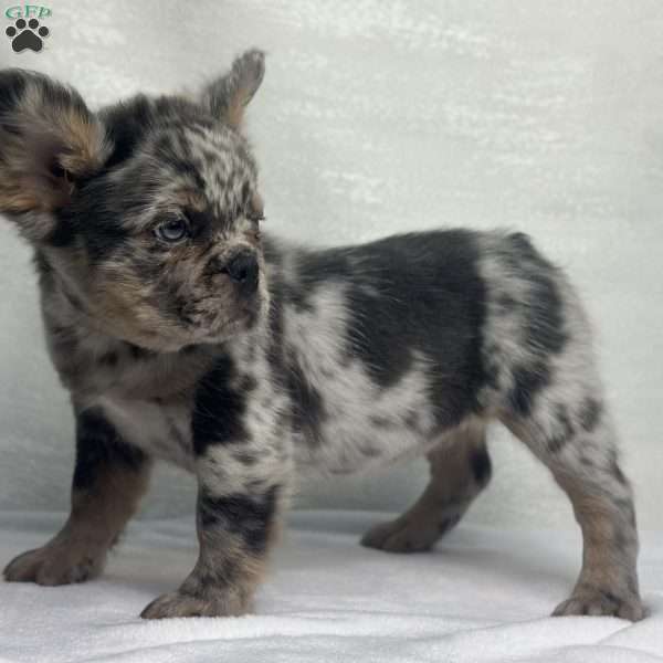 LUNA, French Bulldog Puppy