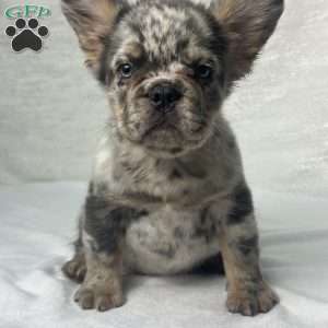 LUNA, French Bulldog Puppy