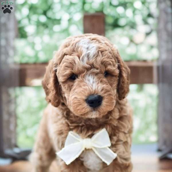 Dallas, Mini Goldendoodle Puppy