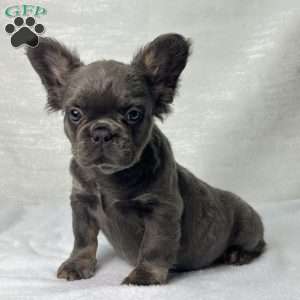 SKYE  BLEU, French Bulldog Puppy