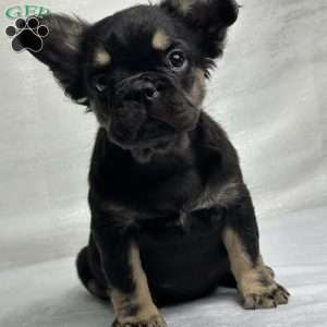 ZARA, French Bulldog Puppy