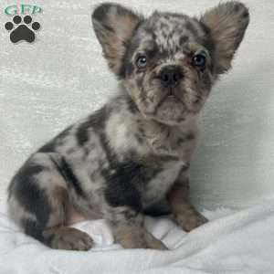 LUNA, French Bulldog Puppy