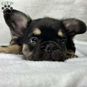 ZARA, French Bulldog Puppy
