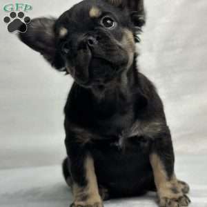 ZARA, French Bulldog Puppy