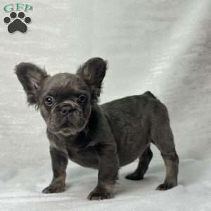 SKYE  BLEU, French Bulldog Puppy