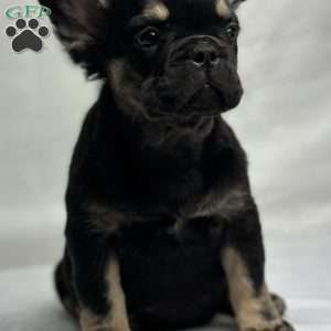 ZARA, French Bulldog Puppy