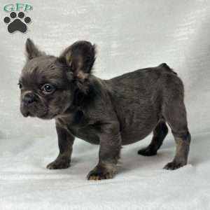 SKYE  BLEU, French Bulldog Puppy