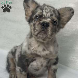 LUNA, French Bulldog Puppy