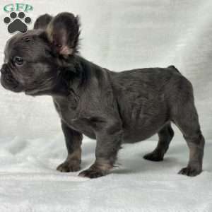 SKYE  BLEU, French Bulldog Puppy