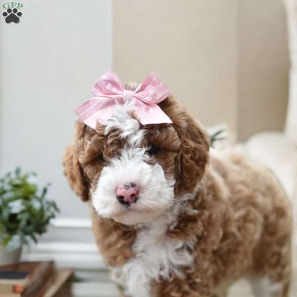 Suede, Mini Goldendoodle Puppy