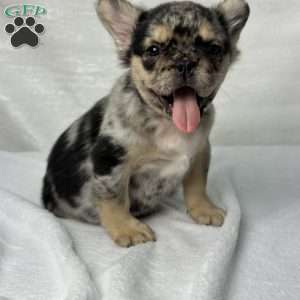 KINGSTON, French Bulldog Puppy