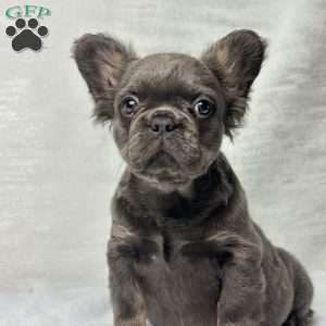 SKYE  BLEU, French Bulldog Puppy