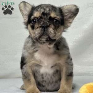 KINGSTON, French Bulldog Puppy