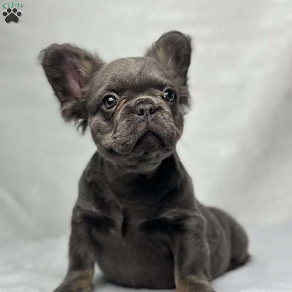 SKYE  BLEU, French Bulldog Puppy