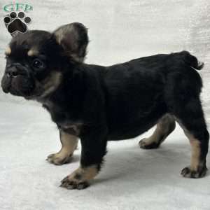 ZARA, French Bulldog Puppy