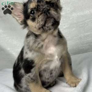 KINGSTON, French Bulldog Puppy