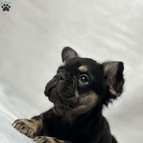 ZARA, French Bulldog Puppy
