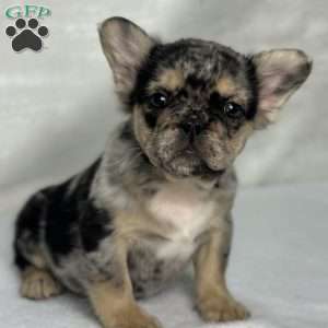 KINGSTON, French Bulldog Puppy
