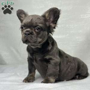 SKYE  BLEU, French Bulldog Puppy