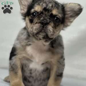 KINGSTON, French Bulldog Puppy