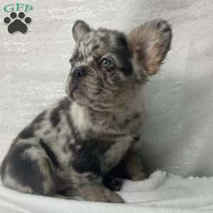 LUNA, French Bulldog Puppy