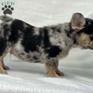 KINGSTON, French Bulldog Puppy