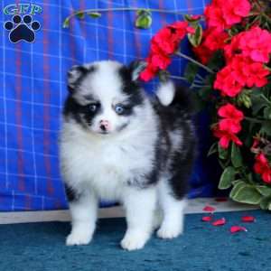 Tina, Pomsky Puppy