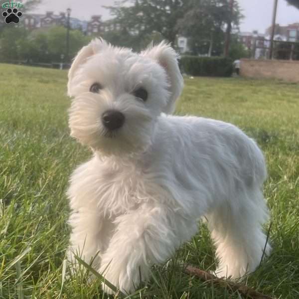 Tiny, Miniature Schnauzer Puppy