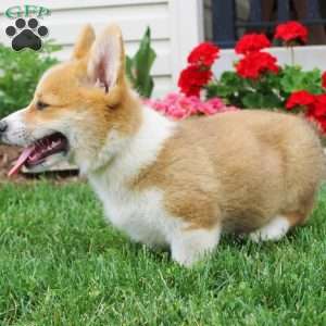 Tucker, Pembroke Welsh Corgi Puppy