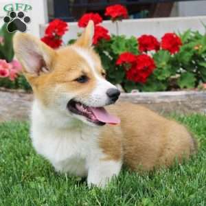 Tucker, Pembroke Welsh Corgi Puppy