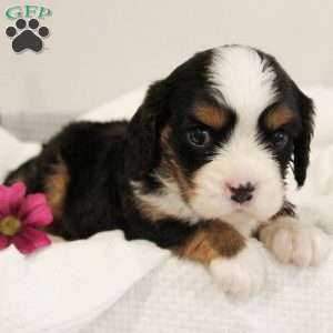 Butterscotch, Miniature Bernese Mountain Dog Puppy