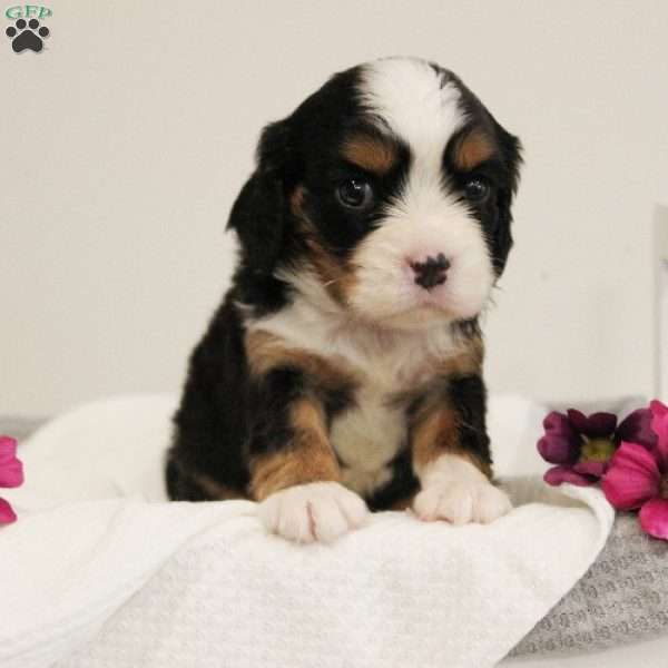 Butterscotch, Miniature Bernese Mountain Dog Puppy