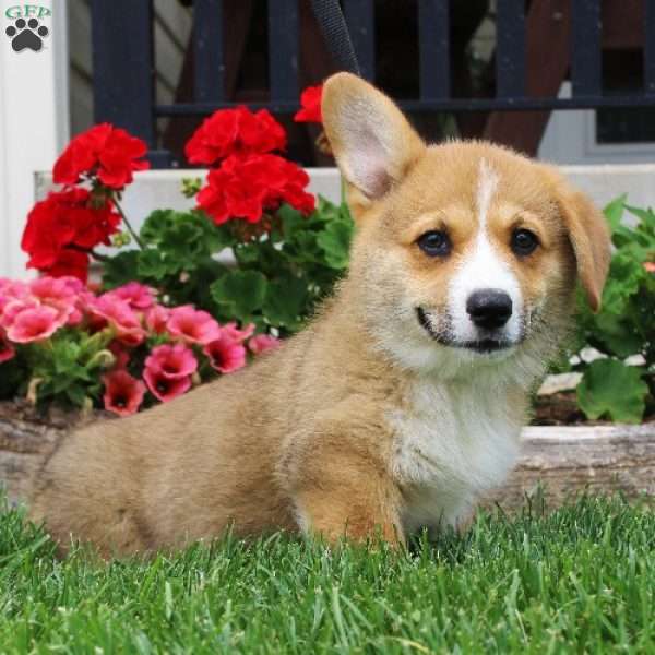 Travis, Pembroke Welsh Corgi Puppy