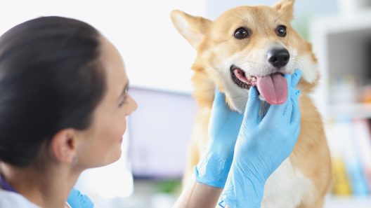 Why is My Dog’s Face Swollen?