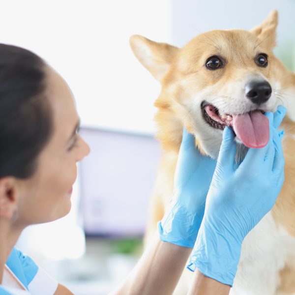 veterinarian examining corgi's face and mouth
