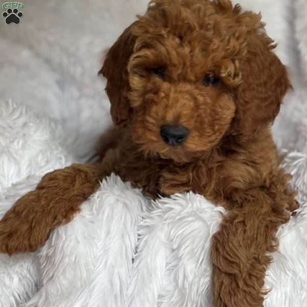 Miss White, Mini Goldendoodle Puppy